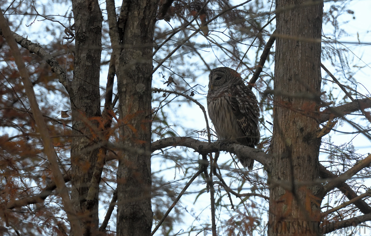 Strix varia varia [400 mm, 1/1250 sec at f / 8.0, ISO 2500]